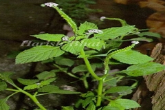 Heliotropium indicum